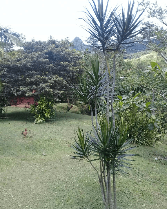 Sora, Panama