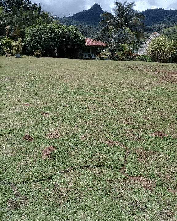 Sora, Panama