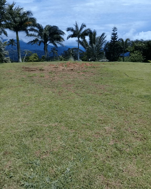 Sora, Panama