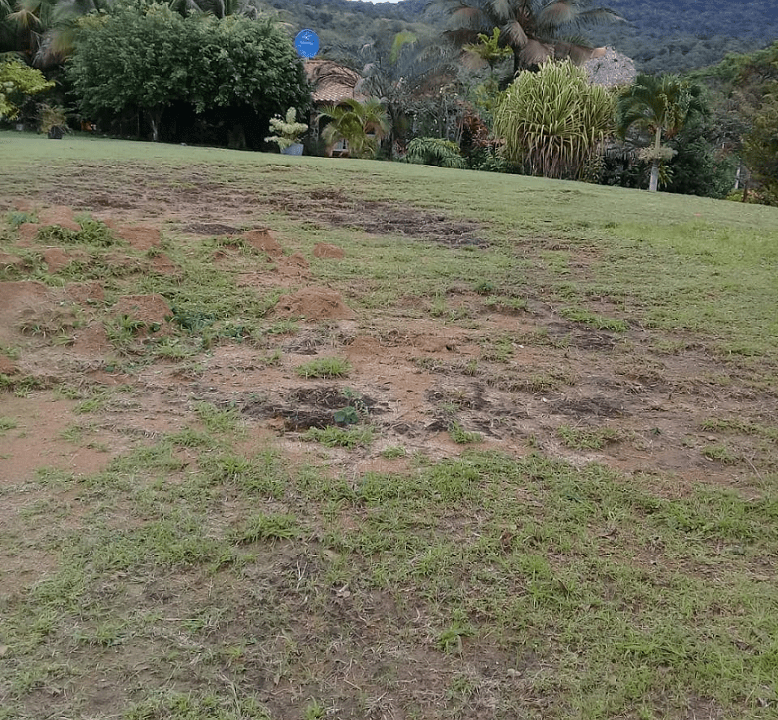 Sora, Panama