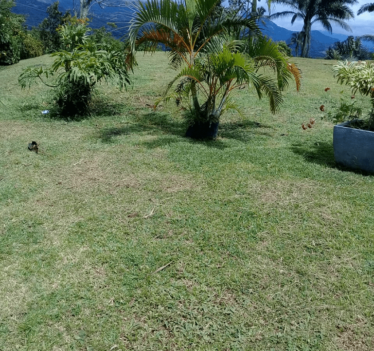 Sora, Panama