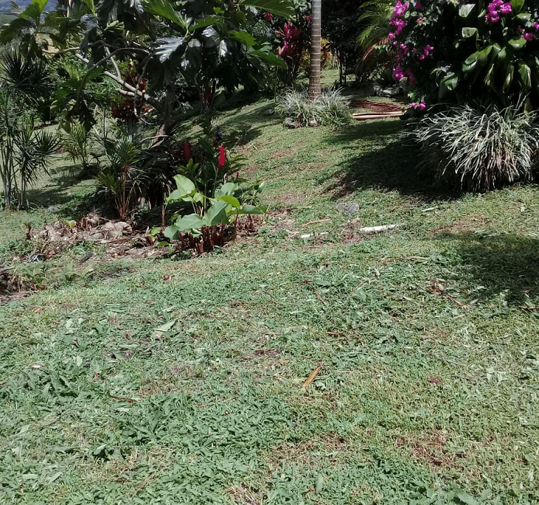 Sora, Panama