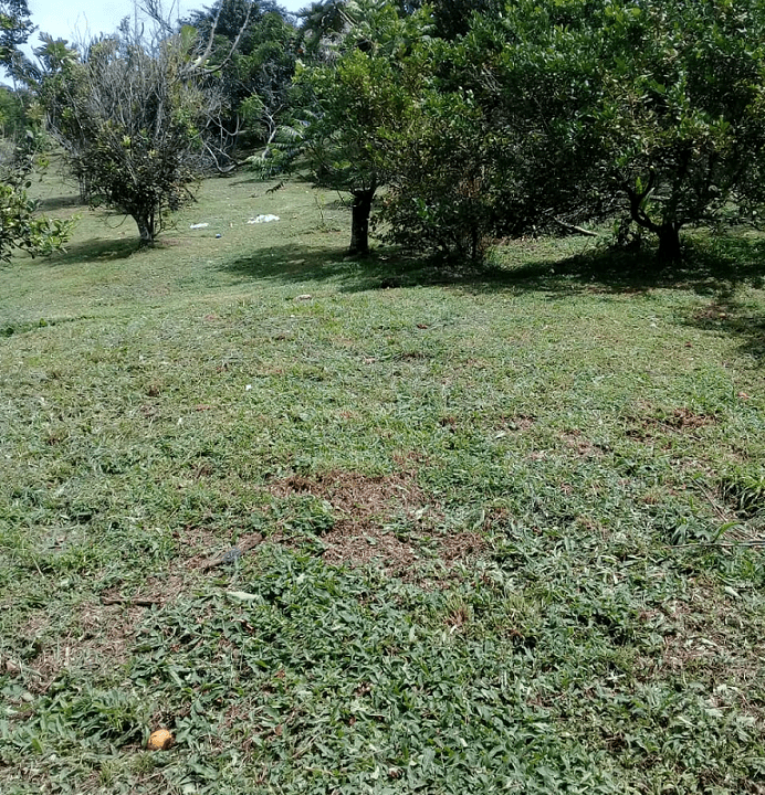 Sora, Panama