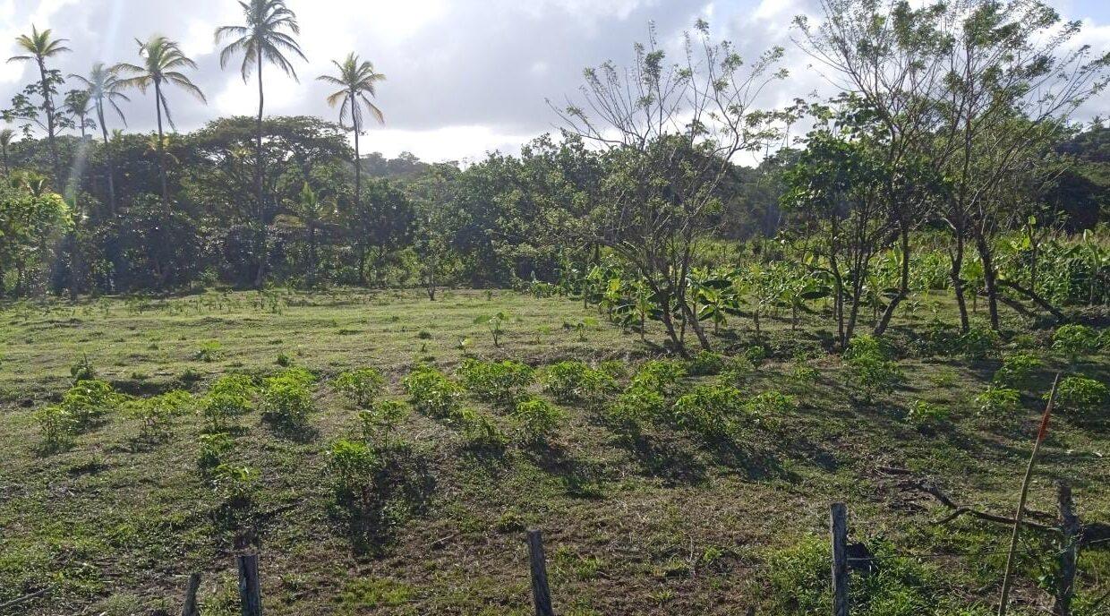 Terreno de playa en Colón Mansueto (7)