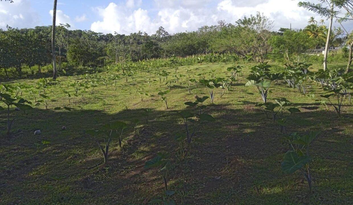 Terreno de playa en Colón Mansueto (9)
